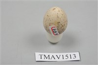 藏品(紅頭伯勞卵)的圖片